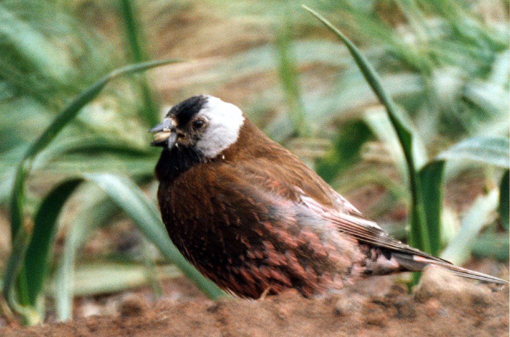 Finch, Rosy, St George Alaska 06-1996 B06P34I01.jpg - Rosy Finch